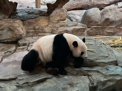 -广州长隆野生动物世界