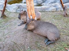 -上海野生动物园