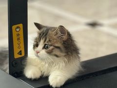 -欣宠猫屋·矮脚拿破仑·蓝金金渐层