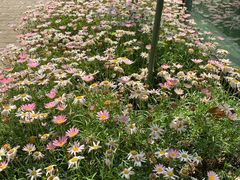 -上海鲜花港