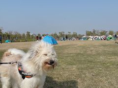 -春花秋色城市公园