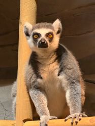 -Zoolung Zoolung动物主题公园(海信广场店)