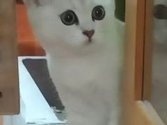 -猫的天空之城概念书店(杭州南宋御街店)