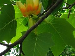 -国家植物园南园