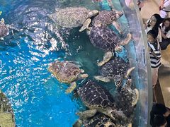 -烟台海昌鲸鲨海洋公园