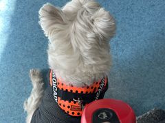 -北京赛佳动物医院