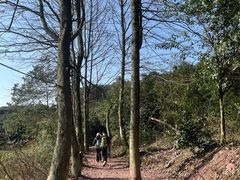 -铁山坪森林公园