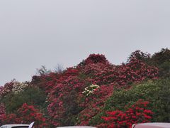 -贵州百里杜鹃风景名胜区
