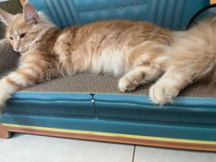 -宠福鑫康馨动物医院·骨科·眼科