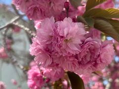-莱阳濯村樱花园
