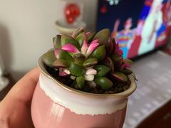 -曲阳花鸟市场(曲阳路店)