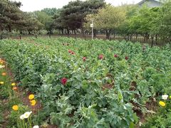 -国家植物园南园