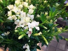 -梅陇花鸟市场-停车场