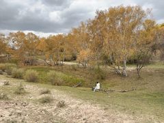 -乌兰布统景区-白桦林