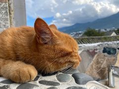 -喵屿·大理花园猫咖