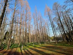 -上海共青森林公园