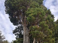 -墨尔本皇家植物园