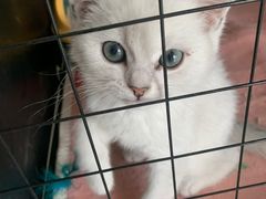 -欣宠猫屋·矮脚拿破仑·蓝金金渐层