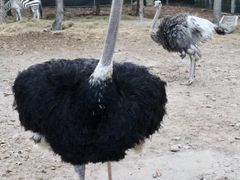 -清迈夜间动物园