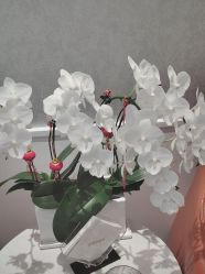 -YESIDO椰岛美容
