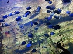 -珠海长隆海洋王国