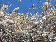 -八大山人梅湖景区