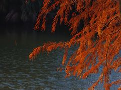 -深圳仙湖植物园
