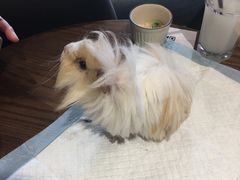 -藦茜花园宠物主题亲子互动体验馆(国顺东路店)