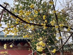 -报恩寺(平武县)