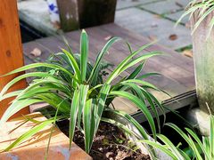 -谷咖啡·鲜花绿植花园餐厅
