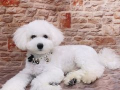 -1013 PET SHOP精品宠物商店(丁香店)