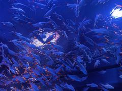 -成都浩海立方海洋公园