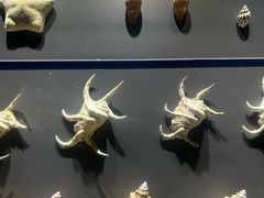 -重庆自然博物馆(新馆)