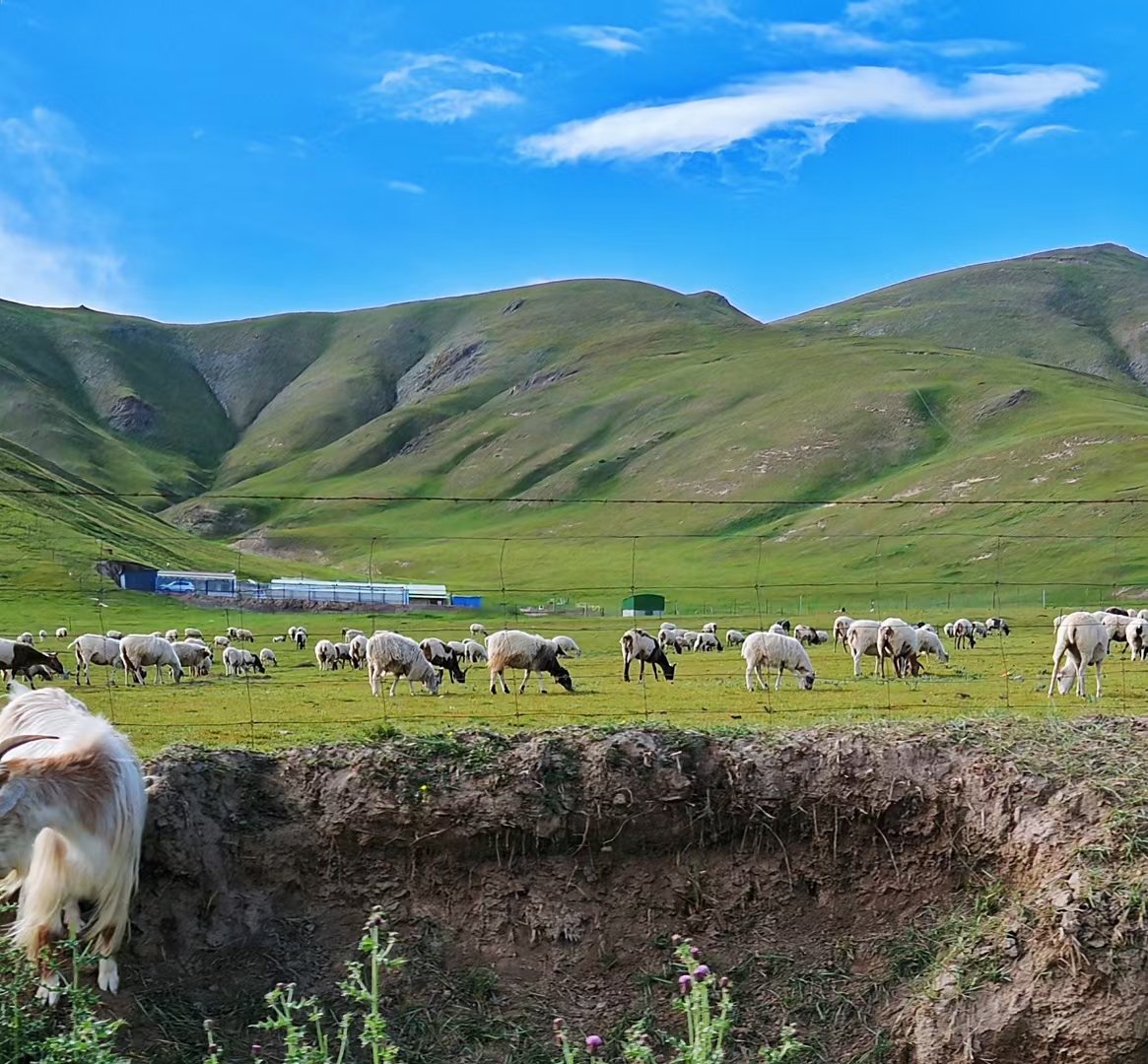 「祁连山大草原最佳旅游时间」✅ 祁连山大草原最佳旅游时间是多少