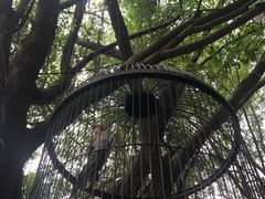 -老木棉·匠园