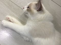 -喵的天空名猫咖啡馆·撸猫·猫舍·用品