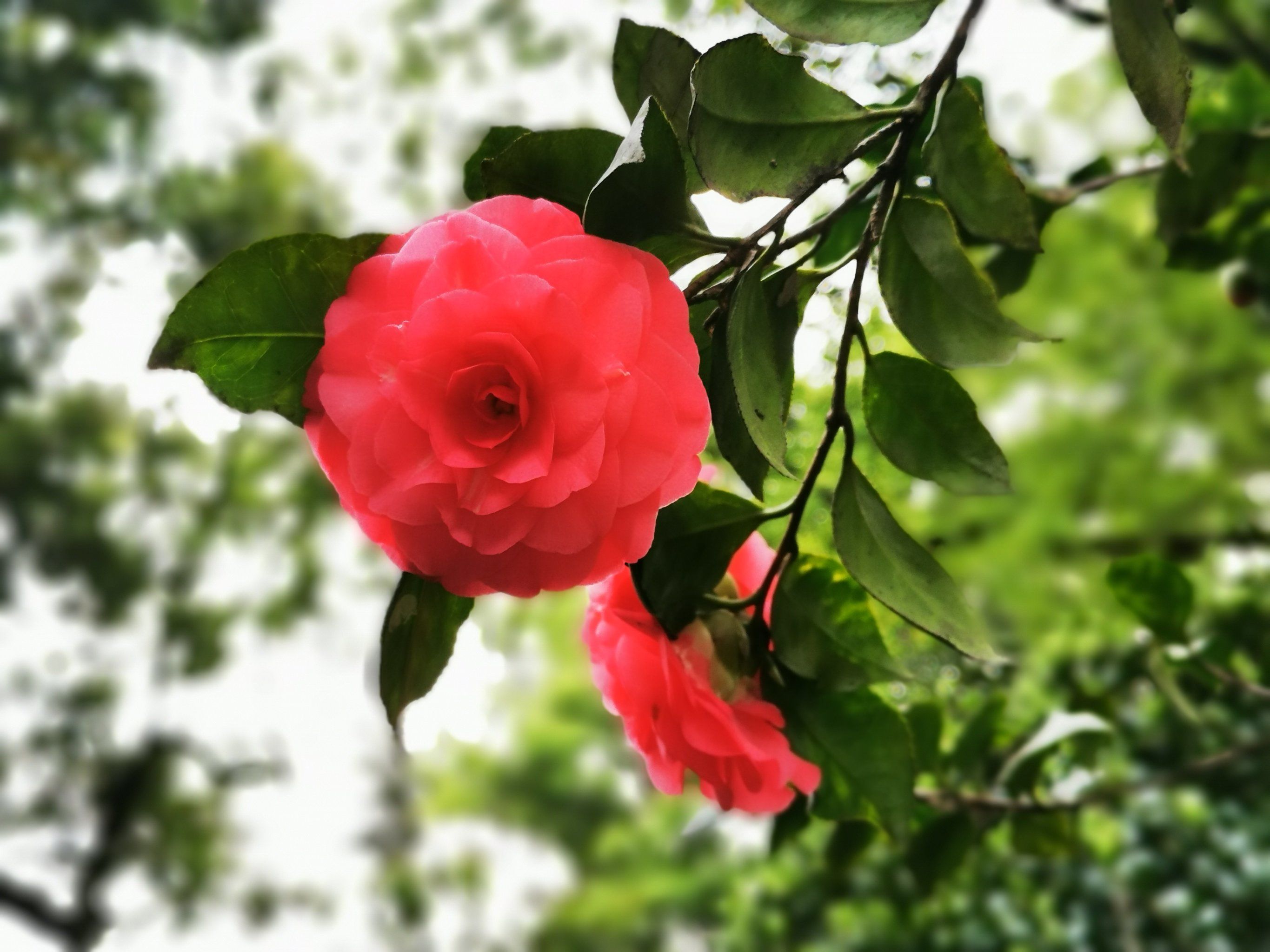 重庆市市花 大众点评