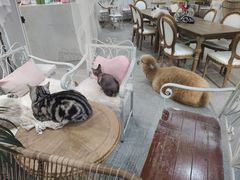 -共舞时光猫咖·狗咖(新街口店)