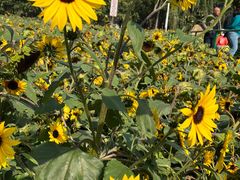 -长白岛森林公园