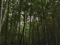 -上海佘山国家森林公园天马山园