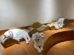 -有猫主题·治愈系猫咖(曾厝垵店)