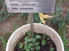-广州神农草堂中医药博物馆