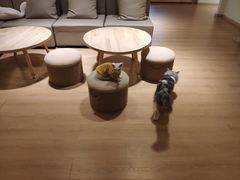 -猫腻·猫咖·撸猫馆(星光大道店)