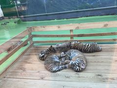 -栾川竹海野生动物园
