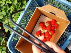 -小鱼草莓采摘园农家乐·小鱼餐厅