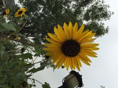 iphone_upload_pic-永定河休闲森林公园