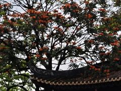 -顺峰山公园