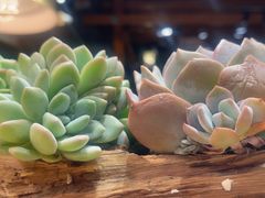 -素虎料理(前门店)