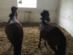 -松声马术俱乐部