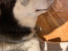 -more than meow吴止猫主题餐厅(承德 中船汇店)